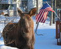 Moose Calf