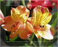 3D Floral