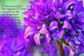 The Fragrance of Life