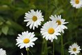 Daisies