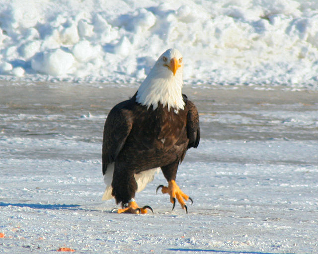 eagle8.jpg