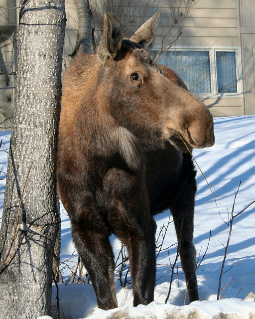 Moose