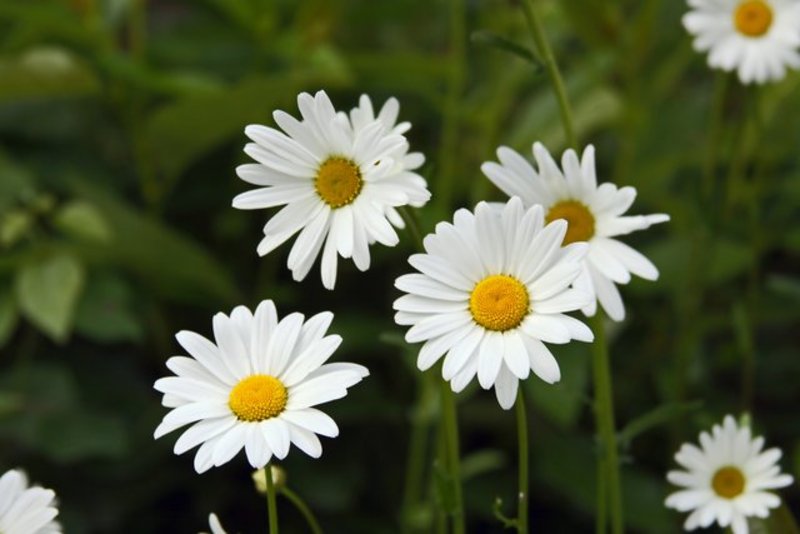 Daisies