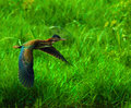 Flying Green Back Heron