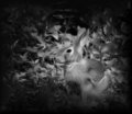 Camoflauge