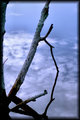 Reflected Nature