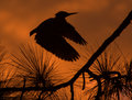 Green Heron in the Morn