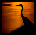 Heron at Sunrise