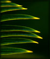 Green Knives