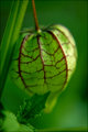 Life Pod