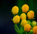 World's Smallest Tulips
