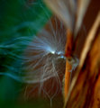 The Seed