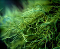 Moss