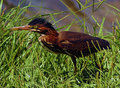 Green Back Heron 9