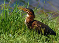 Green Back Heron 1