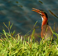 Green Back Heron 3