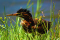 Green Back Heron 4