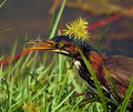 Green Back Heron 2