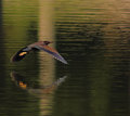 Flying Low