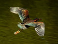 Full Wing Span