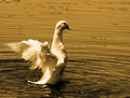 Angel Wings