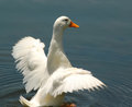 Walking on Water