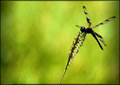 Dragonfly 2