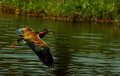 With Fish in Tow