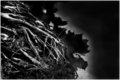 Busy Roots