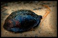 Box Turtle
