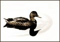Sitting Duck