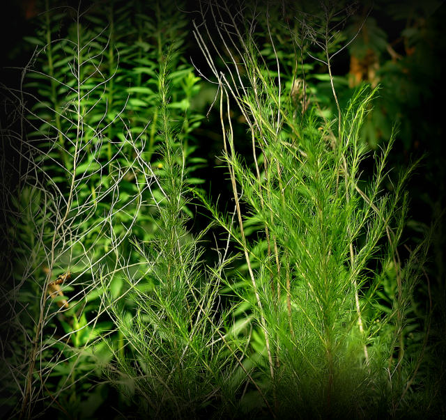 Just Green