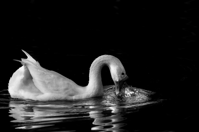 Washing Goose