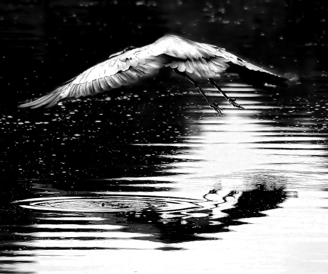 Scared Heron