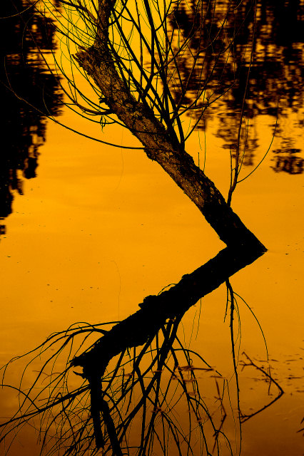 Let Nature Point the Way