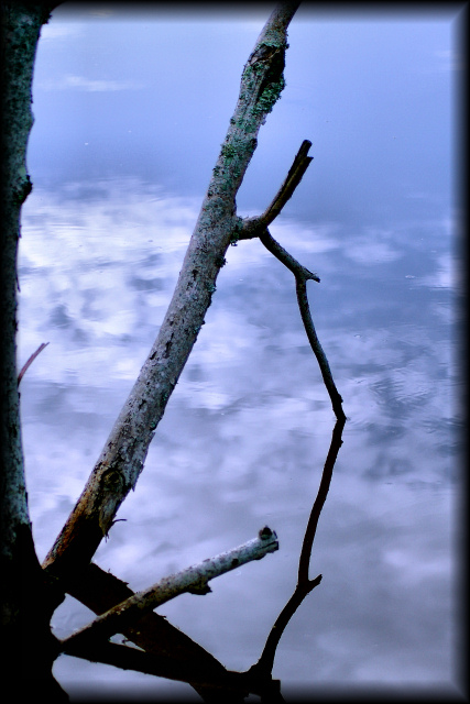Reflected Nature