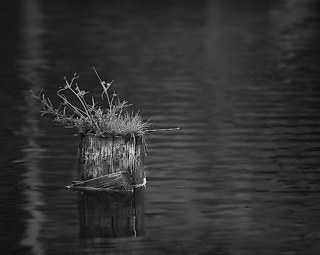 Stumped