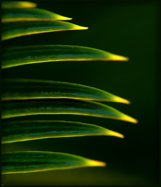 Green Knives