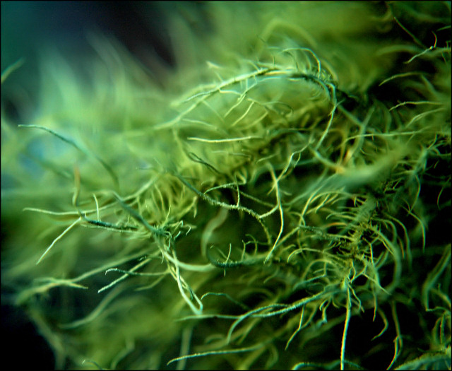 Moss
