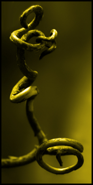 Grape Vine