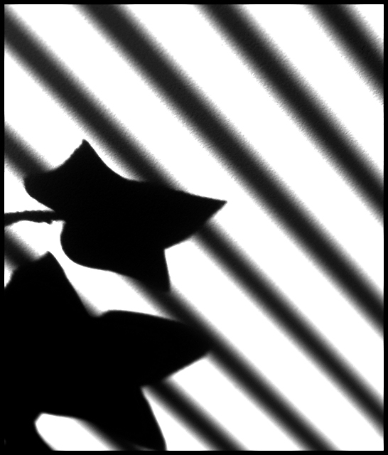 Shadow  Play