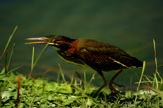 Green Back Heron 5