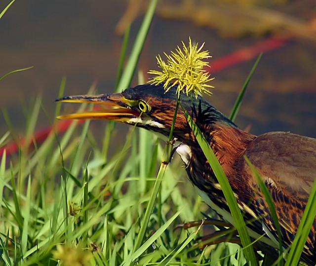 Green Back Heron 2