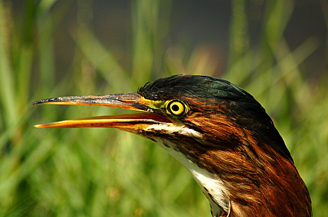 Green Back Heron 7