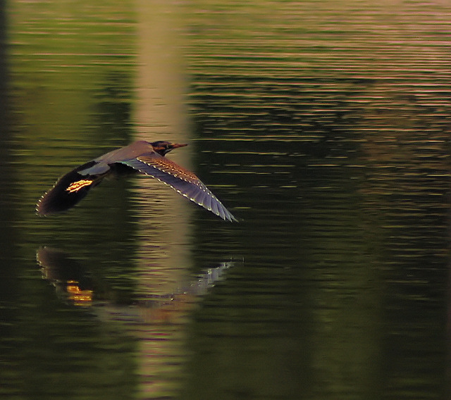 Flying Low