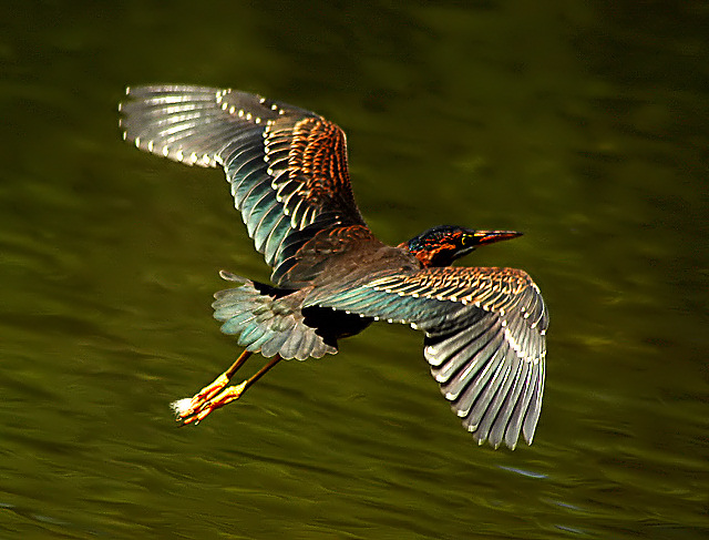 Full Wing Span