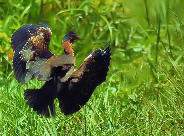 Landing