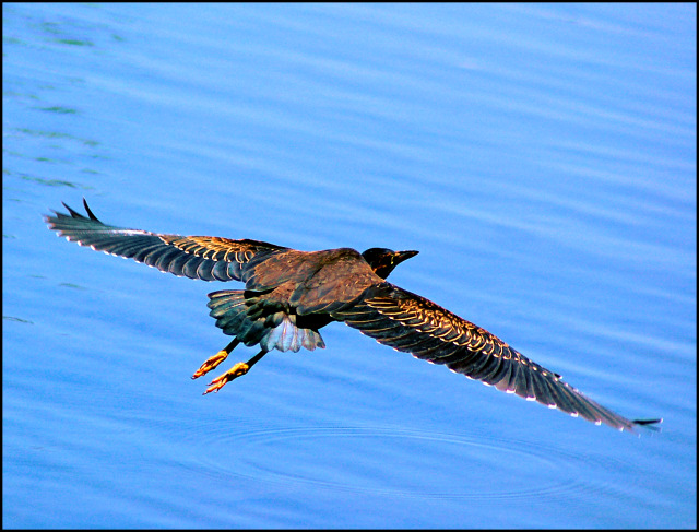 Green Back Heron 8