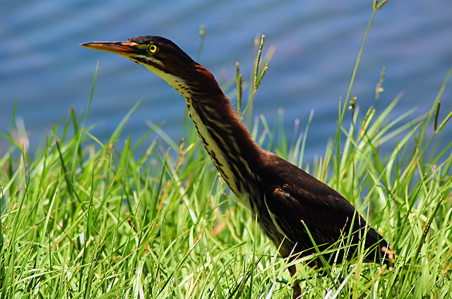 Green Back Heron 6