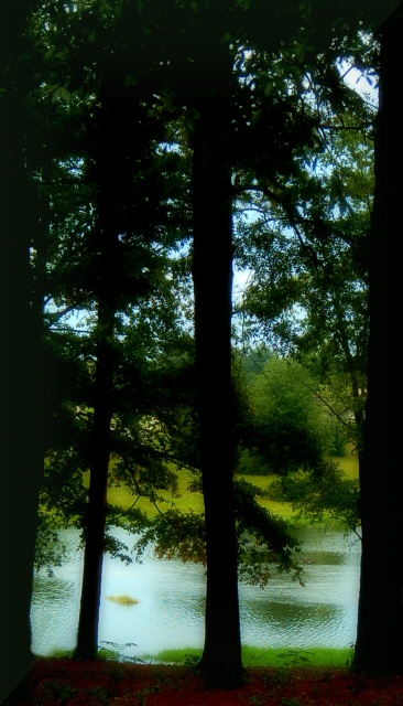 Through the Trees